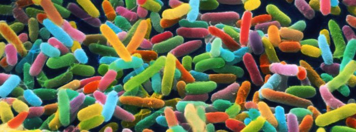 Microbiome Domain Name
